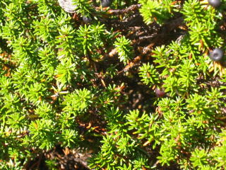 ̗t̂悤ȁuKREvɂȍtHׂ܂B